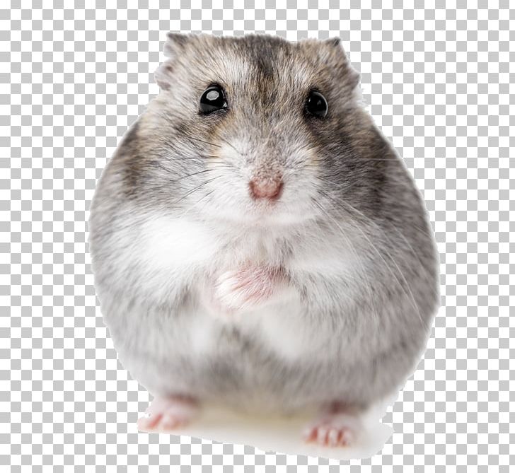 Djungarian Hamster Pattern Pet PNG, Clipart, Animal, Djungarian Hamster, Dormouse, Fauna, Fototapeta Free PNG Download