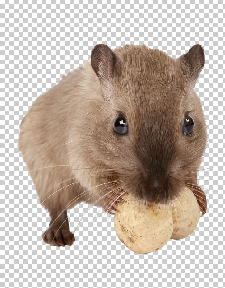 Gerbil Hamster Rodent Pet Guinea Pig PNG, Clipart, Cat, Djungarian Hamster, Eating, Fauna, Fur Free PNG Download