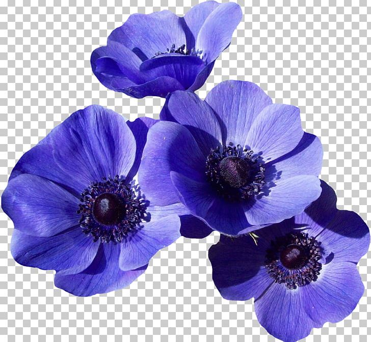 Marigold PNG, Clipart, Anemone, Art, Blue, Cobalt Blue, Common Poppy Free PNG Download