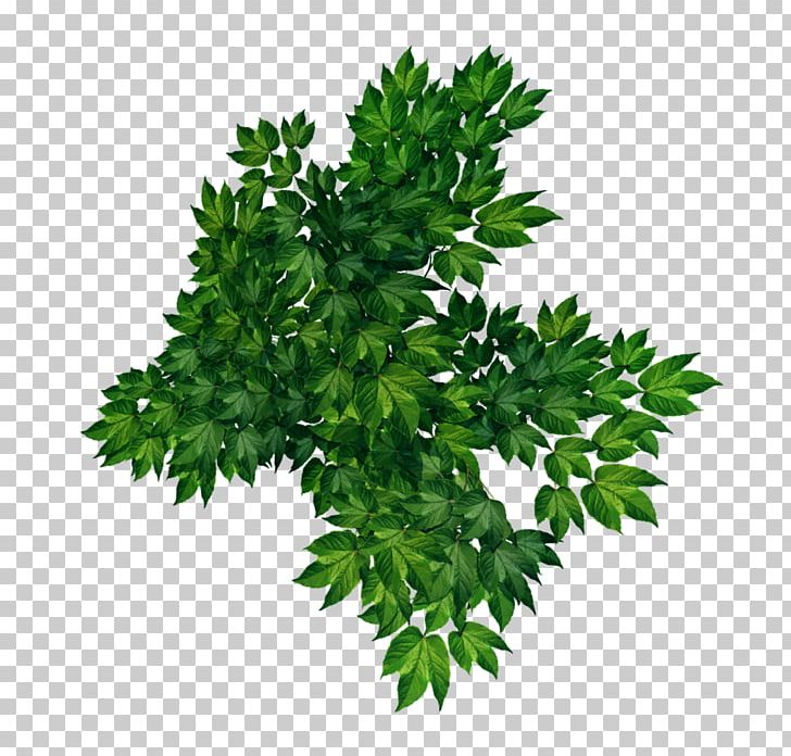 Parsley Leaf Vegetable Centerblog PNG, Clipart, Branch, Centerblog, Coriander, Grass, Green Leaf Free PNG Download