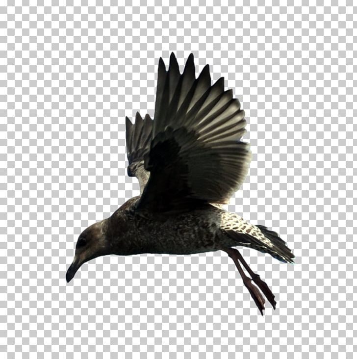 Bird Beak Feather Wing Fauna PNG, Clipart, Animals, Beak, Bird, Crow, Eagle Free PNG Download