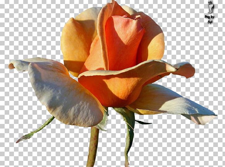 Garden Roses Flower Pink Centerblog PNG, Clipart, Blog, Blue Rose, Bud, Centerblog, Cut Flowers Free PNG Download