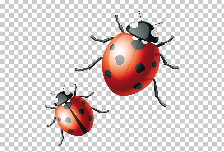 Ladybird Beetle Drawing PNG, Clipart, Animals, Art, Arthropod, Artwork, Beetle Free PNG Download