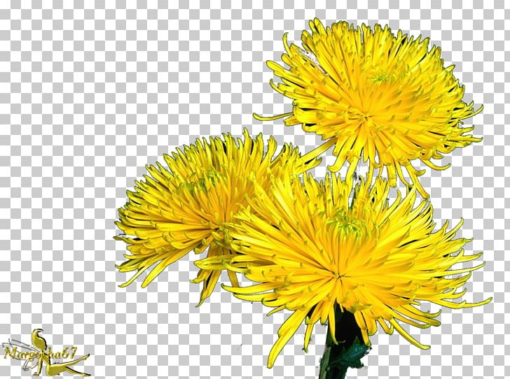 Safflower Chrysanthemum Dandelion Golden Samphire Cut Flowers PNG, Clipart, Aster, Chrysanthemum, Chrysanths, Cut Flowers, Daisy Free PNG Download