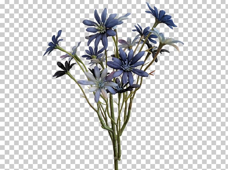 Sea Aster Cut Flowers Daisy Family Plant Stem Transvaal Daisy PNG, Clipart, Anemone, Aster, Branch, Chicory, Cut Flowers Free PNG Download