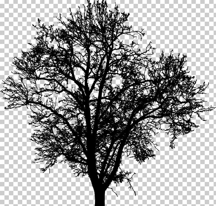 Tree Silhouette Branch Drawing PNG, Clipart, Black And White, Branch, Clip Art, Computer Icons, Drawing Free PNG Download