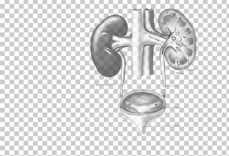 Urology Kidney Surgery Nephrology Clinic PNG, Clipart, Black And White, Brass Instrument, Chronic Kidney Disease Ckd, Clinic, Disease Free PNG Download