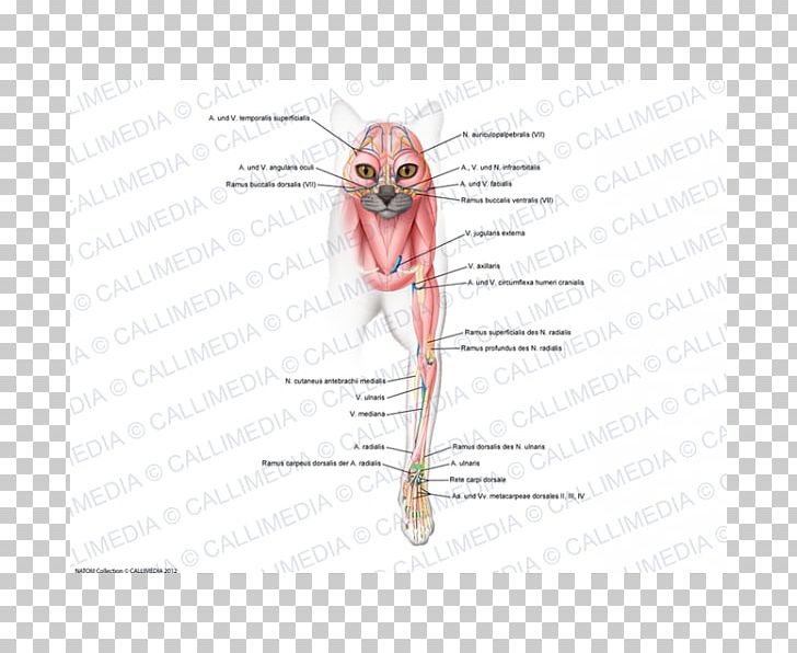 Ear /m/02csf Insect Drawing PNG, Clipart, Angle, Art, Cranial Nerve, Diagram, Drawing Free PNG Download