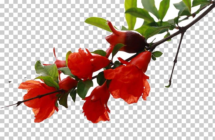 Pomegranate Flower Blossom Tree PNG, Clipart, Auglis, Blossom, Branch, Cherry Blossom, Christmas Tree Free PNG Download