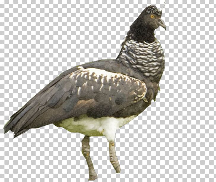Vulture Water Bird Beak Fauna PNG, Clipart, Animals, Beak, Bird, Bird Of Prey, Fauna Free PNG Download