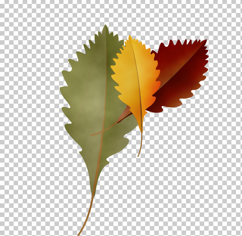 Maple Leaf PNG, Clipart, Autumn Leaf, Biology, Cartoon Leaf, Fall Leaf, Leaf Free PNG Download