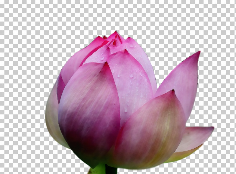 Sacred Lotus Plant Stem Bud Purple Close-up PNG, Clipart, Biology, Bud, Closeup, Lotus Flower, Lotusm Free PNG Download