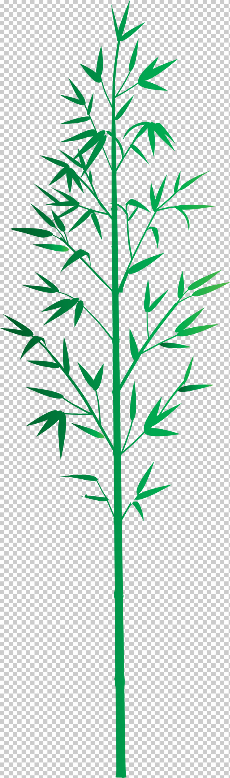Bamboo Leaf PNG, Clipart, American Larch, Bamboo, Flower, Grass, Grass Family Free PNG Download