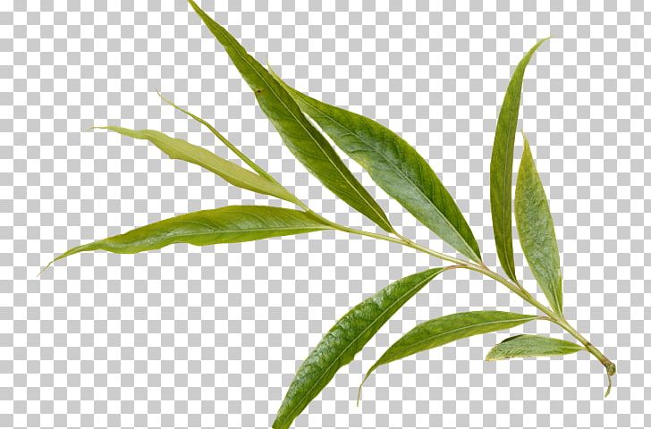 Branch Leaf Plant Tree PNG, Clipart, Branch, Evergreen, Grass, Green Leaf, Gum Trees Free PNG Download