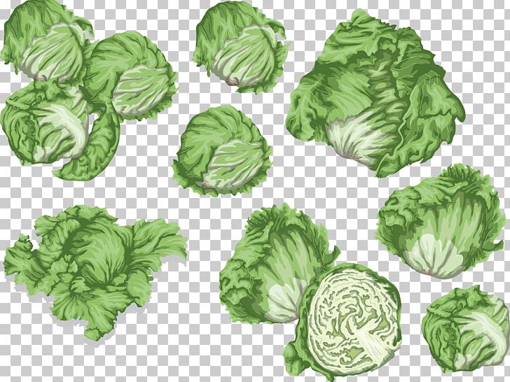Cabbage Spring Greens Collard Greens Lettuce PNG, Clipart, Android, Bal, Brassica Oleracea, Cabbage, Collard Greens Free PNG Download