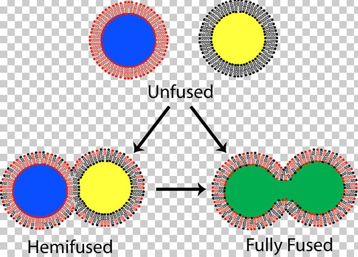 Lipid Bilayer Fusion Model Lipid Bilayer PNG, Clipart, Area, Bilayer, Biological Membrane, Biology, Brand Free PNG Download