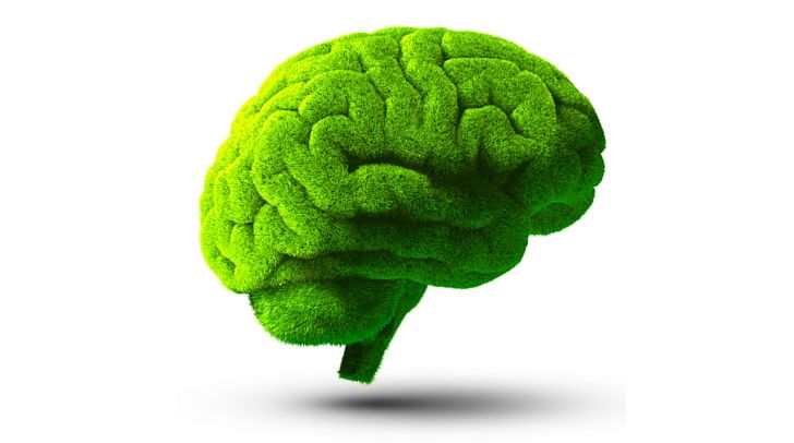 Brain Stock Photography Green PNG, Clipart, Brain, Green, Human Brain, Organ, Organism Free PNG Download