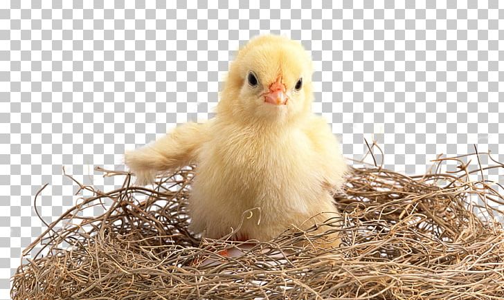 Chicken Kifaranga High-definition Television Poultry PNG, Clipart, Animal, Animals, Beak, Bird, Cartoon Chick Free PNG Download