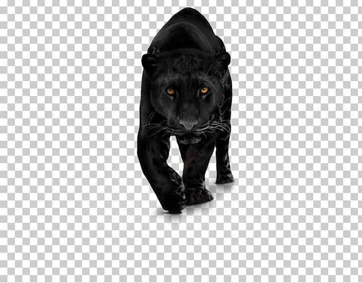 Black Panther Computer Icons PNG, Clipart, Big Cats, Black, Black Cat, Black Panther, Carnivoran Free PNG Download
