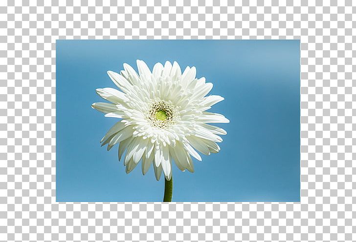 Common Daisy Transvaal Daisy Chrysanthemum Oxeye Daisy Flower PNG, Clipart, Annual Plant, Aster, Asterales, Chrysanthemum, Chrysanths Free PNG Download