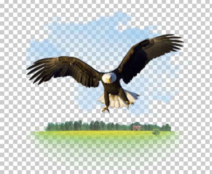 Computer Software Desktop Data GitHub PNG, Clipart, Accipitriformes, Bald Eagle, Bird, Brush Footed Butterfly, Computer Free PNG Download