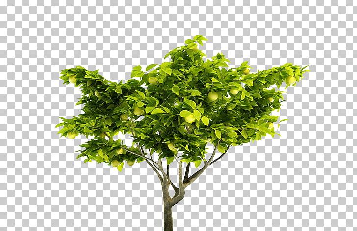 Lemon Tree Stock Photography CGTrader Shrub PNG, Clipart, 3 D Model, 3d Modeling, Apples, Branch, Cgtrader Free PNG Download