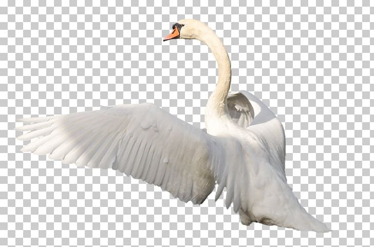 Swan PNG, Clipart, Animals, Beak, Bird, Black Swan, Cygnini Free PNG Download