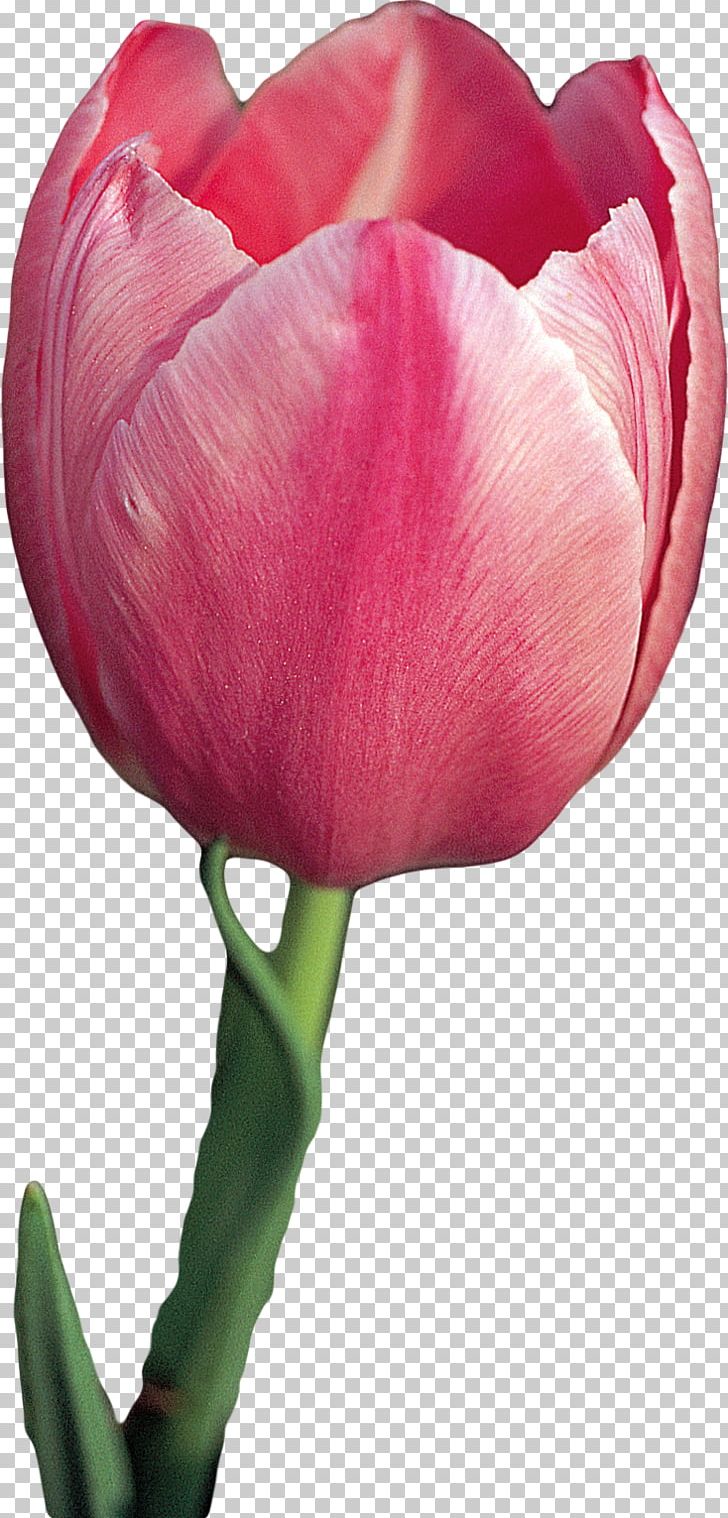Tulip Cut Flowers Plant PNG, Clipart, Bud, Closeup, Cut Flowers, Flower, Flowering Plant Free PNG Download