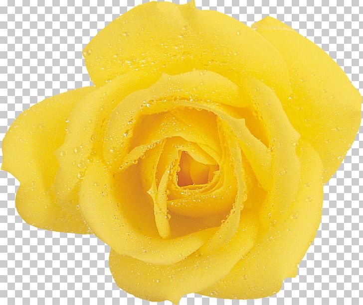 Garden Roses Yellow Beach Rose Flower PNG, Clipart, Beach Rose, Closeup, Cut Flowers, Download, Floribunda Free PNG Download
