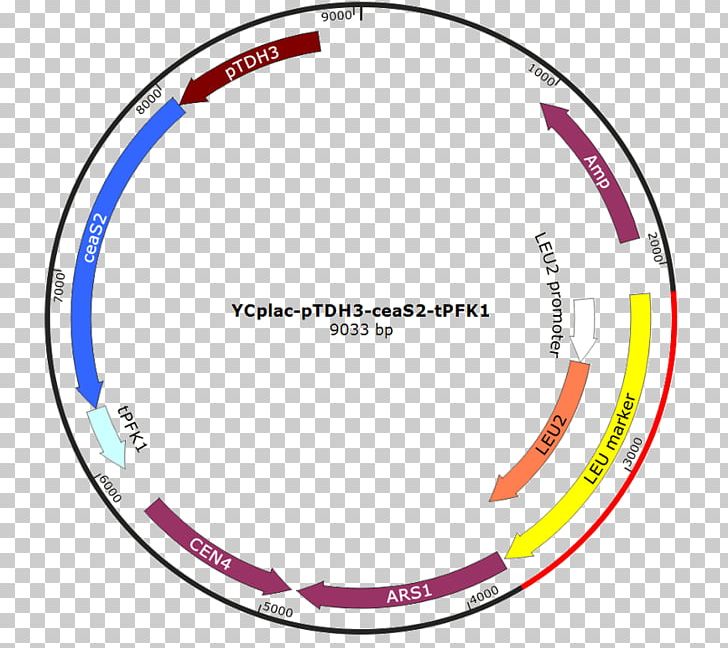 International Genetically Engineered Machine Plasmid Bicycle Wheels PGK1 PNG, Clipart, Area, Ball, Bicycle Part, Bicycle Wheel, Bicycle Wheels Free PNG Download