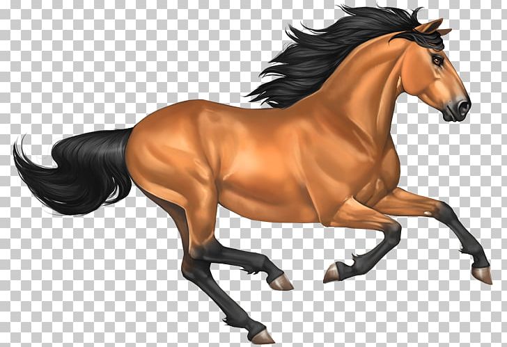 Mustang Buckskin PNG, Clipart, Bridle, English Riding, Equestrian, Horse, Horse Gait Free PNG Download