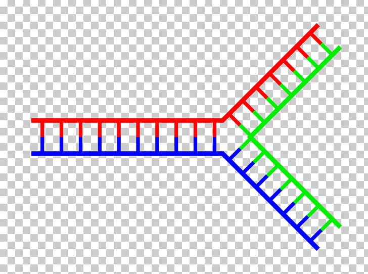 DNA Replication Replication Fork Brin D'acide Nucléique Deoxyribose PNG, Clipart,  Free PNG Download