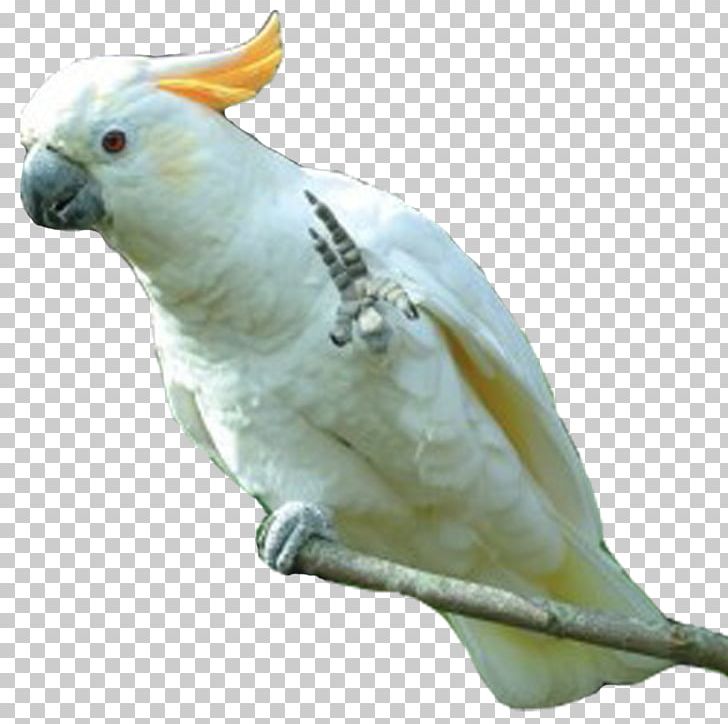 Sulphur-crested Cockatoo Cockatiel Budgerigar Bird PNG, Clipart, Animals, Beak, Bird, Budgerigar, Cockatiel Free PNG Download