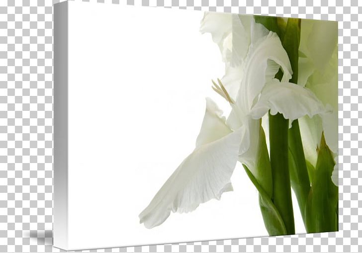 Flower Gladiolus Stock Photography Bulb PNG, Clipart, Alamy, Art, Bulb, Digital Photography, Fineart Photography Free PNG Download