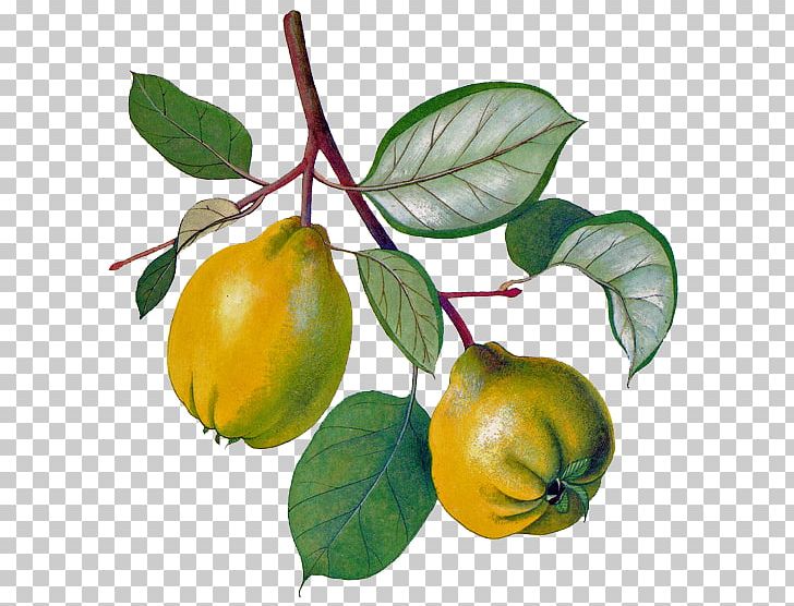 Liqueur Apple Persimmon Eau De Vie Quince Fruit PNG, Clipart, Auglis, Bitter Orange, Branch, Citrus, Diospyros Free PNG Download
