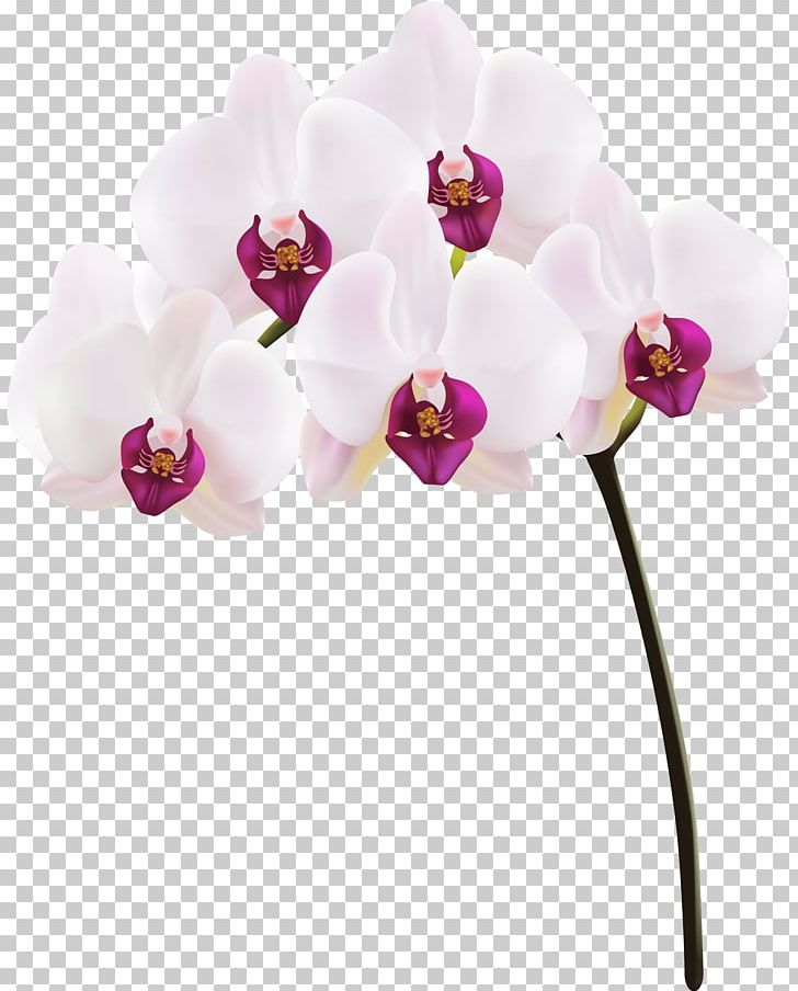 Orchids Installation Art PNG, Clipart, Blossom, Composition, Cut Flowers, Digital Media, Flower Free PNG Download