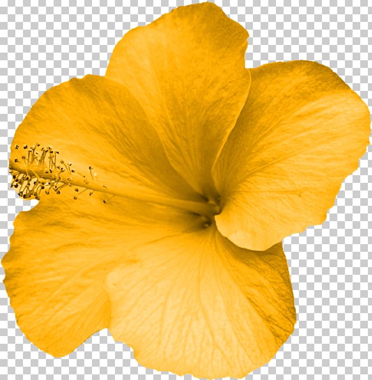 Flower Yellow Mallows Petal PNG, Clipart, Album, Author, Floral Design, Flower, Flowering Plant Free PNG Download