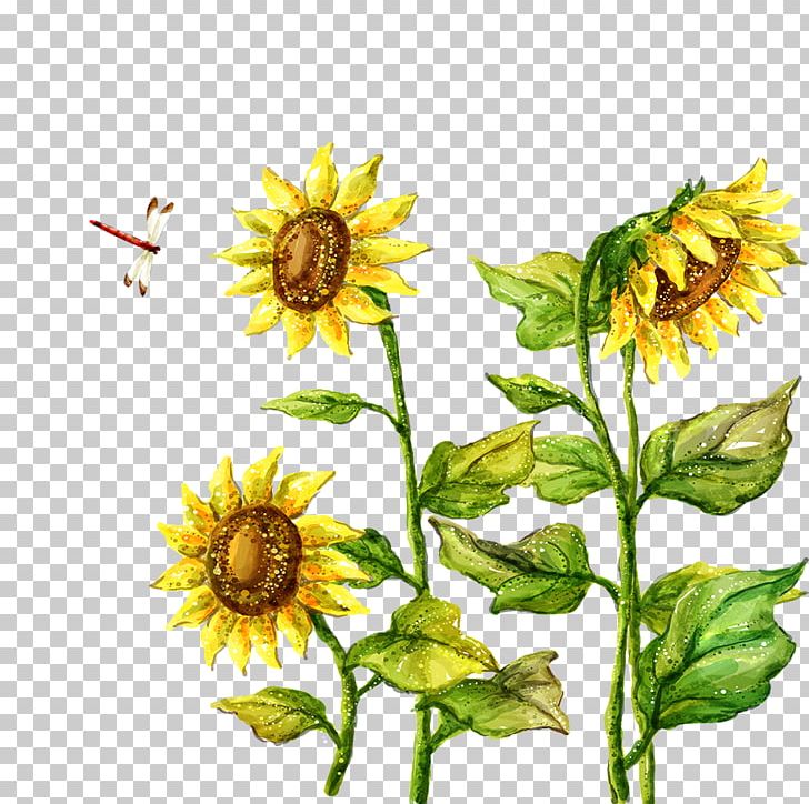 Fukei Drawing Illustration PNG, Clipart, Cartoon, Common Sunflower, Dahlia, Daisy Family, Flower Free PNG Download