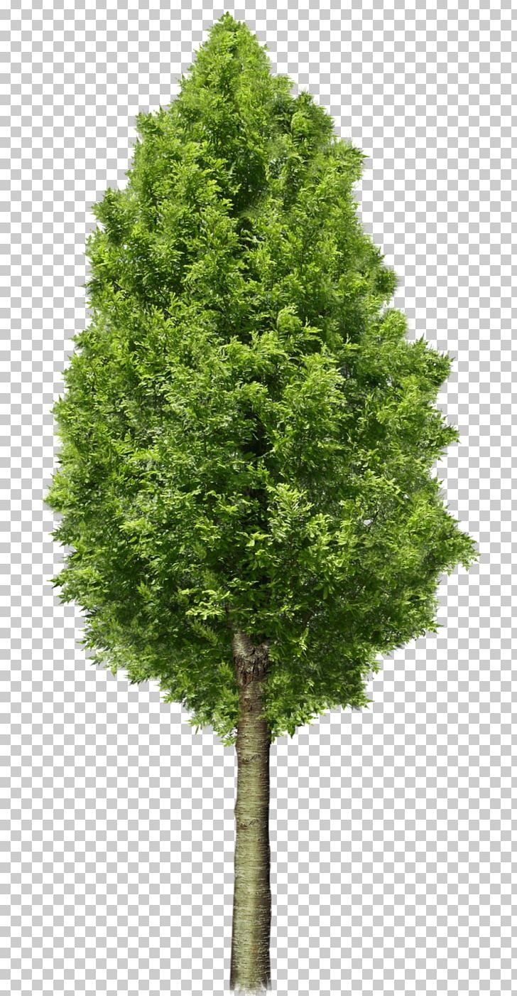 Tree Wild Almond PNG, Clipart, Arecaceae, Biome, Birch, Conifer, Cypress Family Free PNG Download