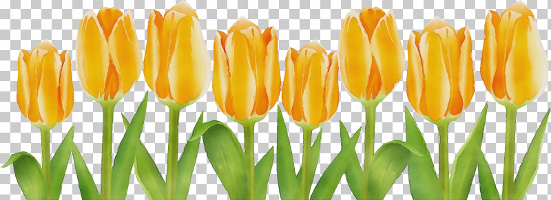 Orange PNG, Clipart, Bud, Floral Line, Flower, Flower Background, Flower Border Free PNG Download