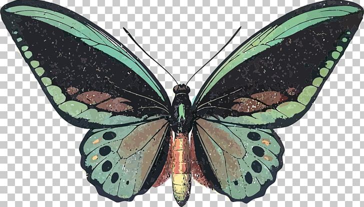 Butterfly Queen Alexandra's Birdwing Graphic Design PNG, Clipart, Animals, Art, Arthropod, Birdwing, Bombycidae Free PNG Download