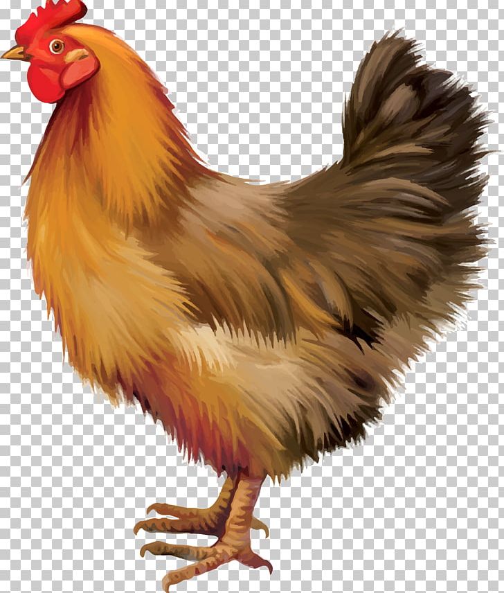 Chicken Rooster PNG, Clipart, Animals, Beak, Bird, Chicken Vector, Chicken Wings Free PNG Download