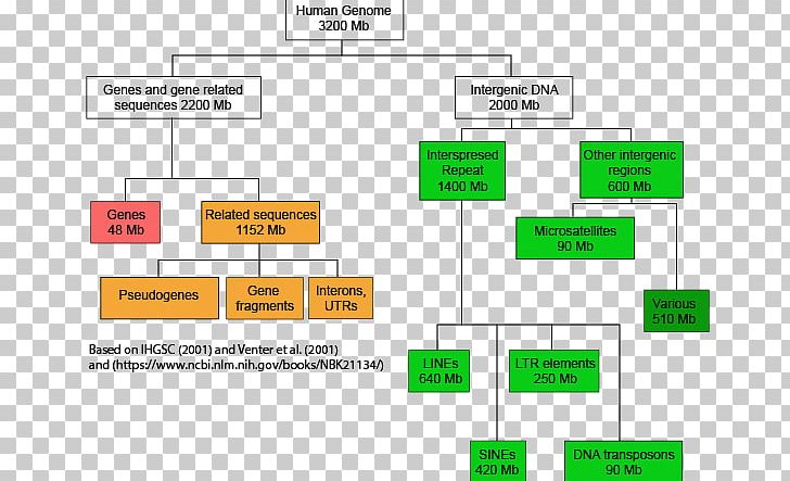 Human Genome Project DNA Genomics PNG, Clipart, Angle, Biology, Brand, Cell, Cell Type Free PNG Download