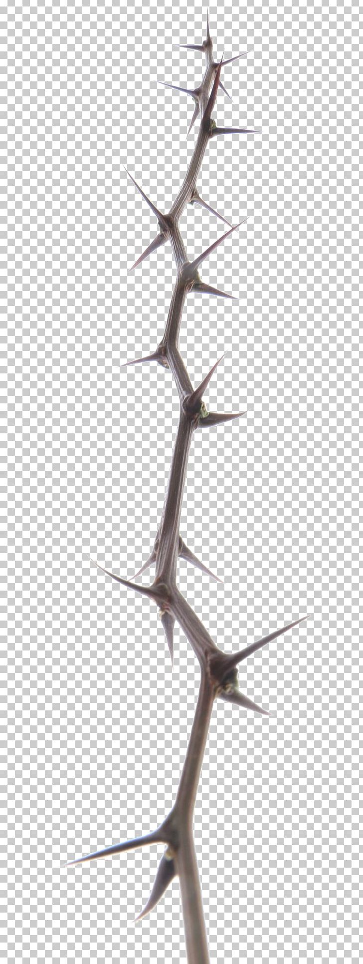 Paper Digital Branch PNG, Clipart, Adobe Illustrator, Angle, Barbed, Branches, Buckle Free PNG Download