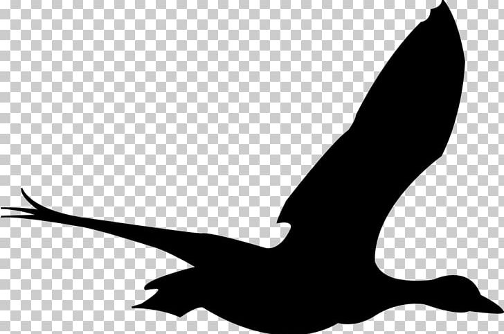 Bird Goose Cygnini Duck Columbidae PNG, Clipart, Animals, Art, Beak, Bird, Black And White Free PNG Download