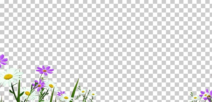 Chrysanthemum Indicum PNG, Clipart, Chrysanthemums, Designer, Download, Floral Design, Flower Free PNG Download