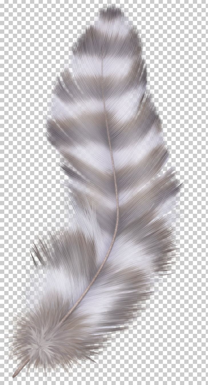 Feather PNG, Clipart, Feather Free PNG Download