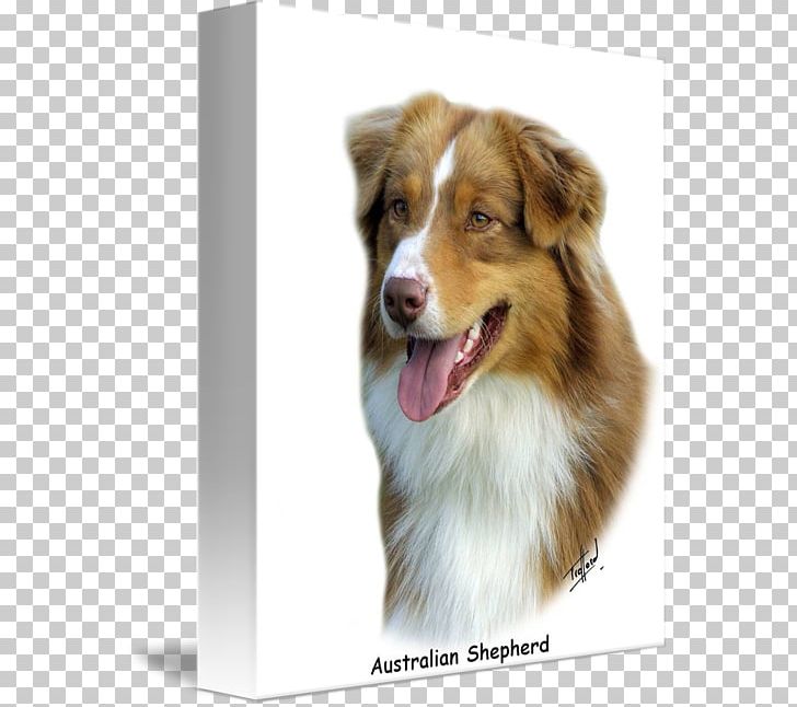 Australian Shepherd Dog Breed Miniature American Shepherd Shetland Sheepdog Australian Cattle Dog PNG, Clipart, Australian Cattle Dog, Australian Shepherd, Boskapshund, Breed, Carnivoran Free PNG Download