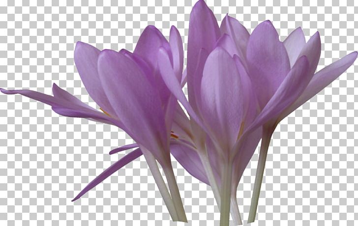 Crocus Saffron Pulsatilla Patens PNG, Clipart, Crocus, Encapsulated Postscript, Flower, Flowering Plant, Iris Family Free PNG Download