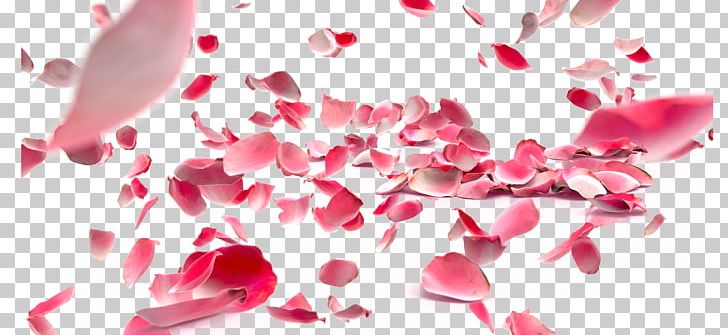 Petal Rose Flower PNG, Clipart, Big, Big Picture, Flower Bouquet, Flower Pattern, Flower Preservation Free PNG Download